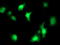 Signal Transducer And Activator Of Transcription 4 antibody, TA503024, Origene, Immunofluorescence image 