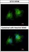 Coiled-Coil Domain Containing 28B antibody, GTX119746, GeneTex, Immunofluorescence image 