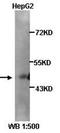 H2.0 Like Homeobox antibody, orb77184, Biorbyt, Western Blot image 