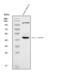 Potassium Calcium-Activated Channel Subfamily N Member 4 antibody, A01936-3, Boster Biological Technology, Western Blot image 