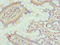 Neuropeptide VF Precursor antibody, orb39950, Biorbyt, Immunohistochemistry paraffin image 