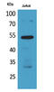 Bone Morphogenetic Protein 3 antibody, STJ96668, St John