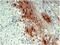 Proopiomelanocortin antibody, GTX21419, GeneTex, Immunohistochemistry frozen image 