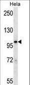 Signal Transducer And Activator Of Transcription 2 antibody, LS-C161548, Lifespan Biosciences, Western Blot image 