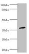 CD200 Receptor 1 antibody, LS-C378951, Lifespan Biosciences, Western Blot image 