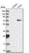 Plasminogen Activator, Tissue Type antibody, NBP1-87491, Novus Biologicals, Western Blot image 