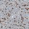 CF Transmembrane Conductance Regulator antibody, NBP1-89315, Novus Biologicals, Immunohistochemistry paraffin image 