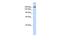 Neurexin IV antibody, PA5-42737, Invitrogen Antibodies, Western Blot image 