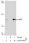 Nucleolar protein Nop132 antibody, GTX129790, GeneTex, Immunoprecipitation image 