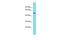 G Protein-Coupled Receptor 89A antibody, A13151, Boster Biological Technology, Western Blot image 