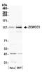 MORC family CW-type zinc finger protein 2 antibody, A300-149A, Bethyl Labs, Western Blot image 