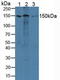 Activity Dependent Neuroprotector Homeobox antibody, LS-C373693, Lifespan Biosciences, Western Blot image 