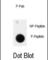 Anthrax toxin receptor 1 antibody, abx032046, Abbexa, Western Blot image 