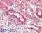 REL Proto-Oncogene, NF-KB Subunit antibody, 42-533, ProSci, Western Blot image 