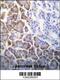  antibody, 56-010, ProSci, Immunohistochemistry frozen image 