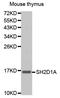 SH2 Domain Containing 1A antibody, STJ110982, St John