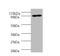  Thermus aquaticus DNA polymerase I,thermostable  antibody, A52038-100, Epigentek, Western Blot image 