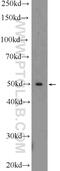 Target Of Myb1 Membrane Trafficking Protein antibody, 25813-1-AP, Proteintech Group, Western Blot image 