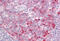TSH1 antibody, MBS248347, MyBioSource, Immunohistochemistry frozen image 