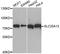 Citrin antibody, LS-C747653, Lifespan Biosciences, Western Blot image 