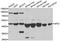 NFS1 Cysteine Desulfurase antibody, orb247558, Biorbyt, Western Blot image 