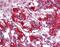 Glutamate Decarboxylase 1 antibody, PA5-70005, Invitrogen Antibodies, Immunohistochemistry frozen image 