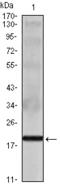 Interleukin 16 antibody, M01635, Boster Biological Technology, Western Blot image 