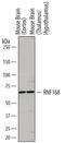 Ring Finger Protein 168 antibody, AF7217, R&D Systems, Western Blot image 