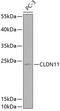 Claudin 11 antibody, GTX53949, GeneTex, Western Blot image 