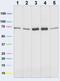 Succinate dehydrogenase [ubiquinone] flavoprotein subunit, mitochondrial antibody, 459200, Invitrogen Antibodies, Western Blot image 