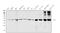 Argininosuccinate Synthase 1 antibody, A02212-1, Boster Biological Technology, Western Blot image 