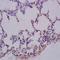 Growth Factor Receptor Bound Protein 10 antibody, orb6111, Biorbyt, Immunohistochemistry paraffin image 