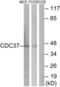 Cell Division Cycle 37 antibody, LS-B8374, Lifespan Biosciences, Western Blot image 