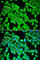 Stress Induced Phosphoprotein 1 antibody, A1219, ABclonal Technology, Immunofluorescence image 