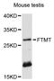 Ferritin Mitochondrial antibody, STJ114733, St John
