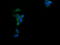 Ciliogenesis Associated TTC17 Interacting Protein antibody, LS-C337906, Lifespan Biosciences, Immunofluorescence image 