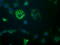 Growth Arrest And DNA Damage Inducible Gamma antibody, LS-C174357, Lifespan Biosciences, Immunofluorescence image 