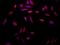 Protein Phosphatase 1 Regulatory Inhibitor Subunit 1B antibody, orb99390, Biorbyt, Immunofluorescence image 