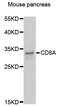 CD8 antibody, 14-172, ProSci, Western Blot image 