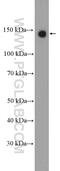 Calcium Sensing Receptor antibody, 19125-1-AP, Proteintech Group, Western Blot image 