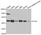 Autophagy Related 4A Cysteine Peptidase antibody, A2598, ABclonal Technology, Western Blot image 