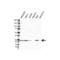 Transgelin 2 antibody, VPA00242, Bio-Rad (formerly AbD Serotec) , Western Blot image 