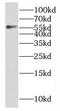 Coagulation Factor IX antibody, FNab02925, FineTest, Western Blot image 