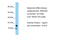 Crumbs Cell Polarity Complex Component 3 antibody, ARP42931_P050, Aviva Systems Biology, Western Blot image 