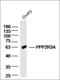 Protein Phosphatase 2 Regulatory Subunit B'Alpha antibody, orb312600, Biorbyt, Western Blot image 