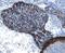 GDNF Family Receptor Alpha 3 antibody, AF2645, R&D Systems, Western Blot image 