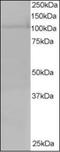 Exportin 7 antibody, orb88511, Biorbyt, Western Blot image 