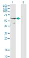 Cell Division Cycle 45 antibody, H00008318-M01, Novus Biologicals, Western Blot image 