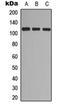 EPH Receptor A7 antibody, orb256518, Biorbyt, Western Blot image 