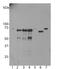 Ubiquilin 2 antibody, MBS415251, MyBioSource, Western Blot image 